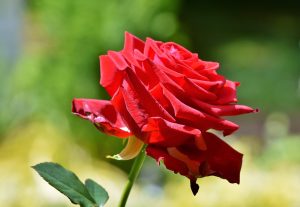 ดอกกุหลาบสีแดง จัดช่อดอกไม้ด้วยกุหลาบ จัดดอกไม้สดด้วยดอกกุหลาบ