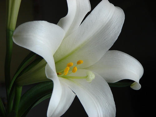 ความหมายของดอกไม้สีขาว ร้านผกาฟลอริส รับจัดดอกไม้สด ช่อดอกไม้สวยงาม
