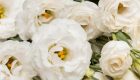 อาลัยรักด้วยพวงหรีดดอกไม้สดประดับดอกกุหลาบสีขาว