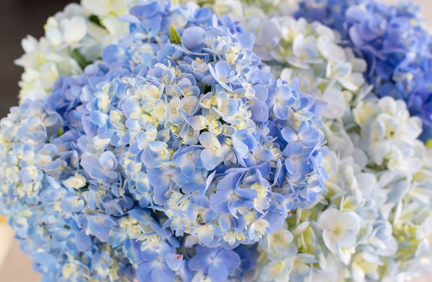 4 พวงหรีดดอกไม้สดโทนสีฟ้าจากร้านผกาฟลอริส