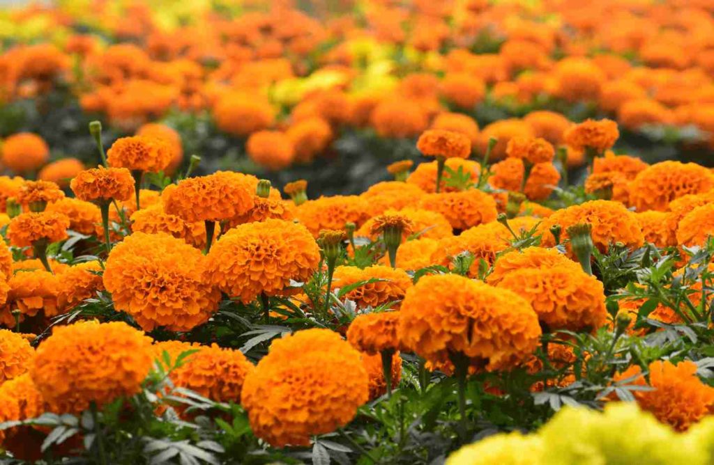 จิตวิทยาสีส้มกับพวงหรีดดอกไม้สด