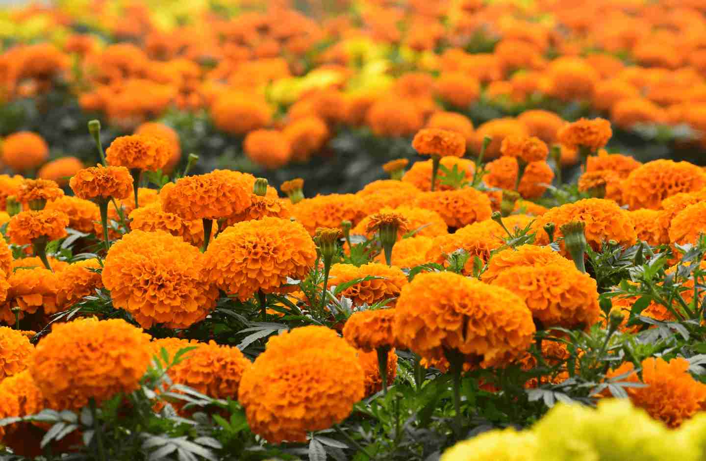 จิตวิทยาสีส้มกับพวงหรีดดอกไม้สด